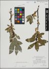 Foto von Salix hastata L.